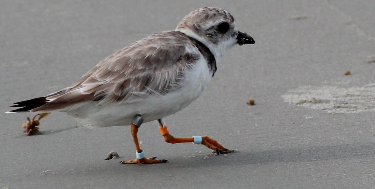 Piping Plover - ML73980711