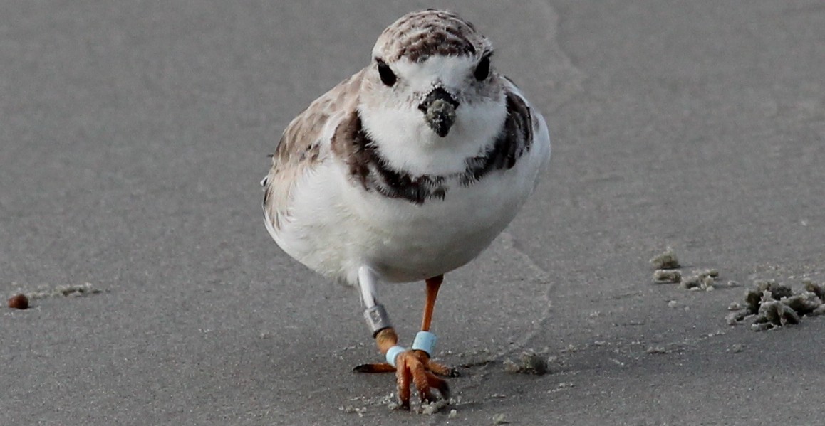 Piping Plover - ML73980721