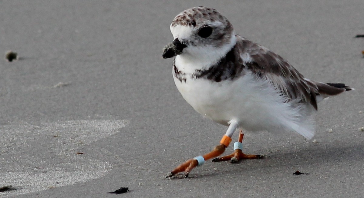 Piping Plover - ML73980731