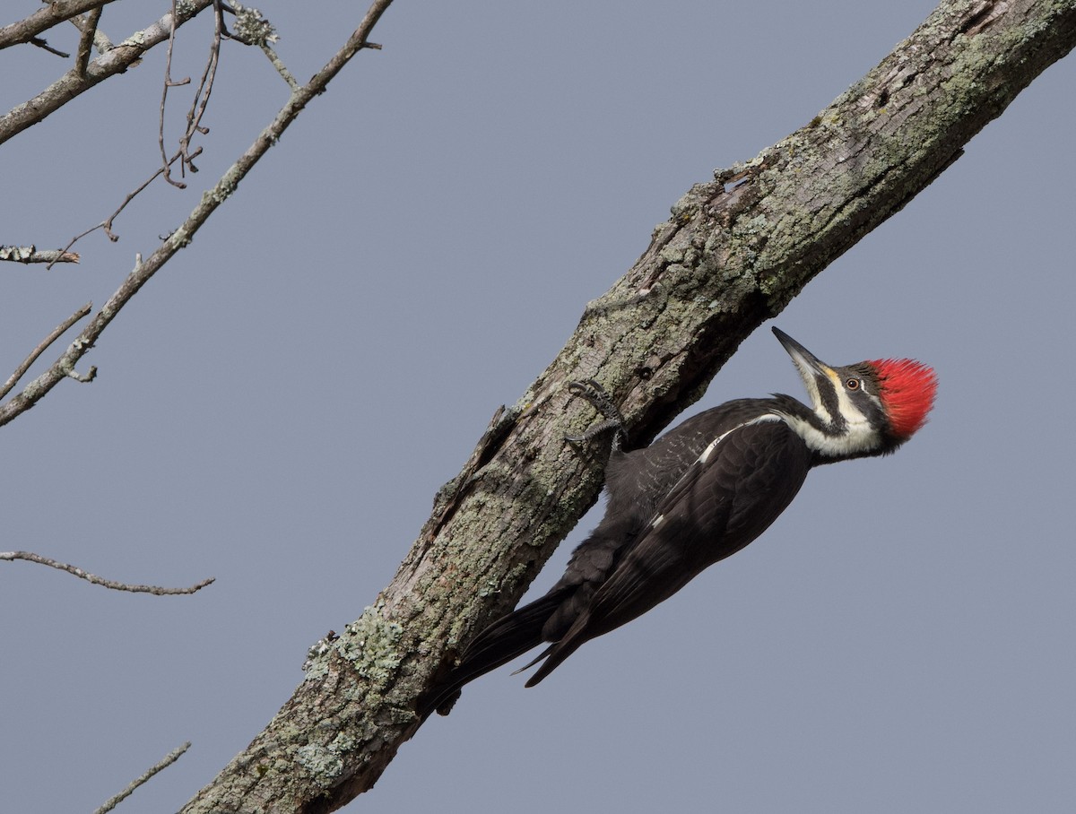 Pileated Woodpecker - William Higgins