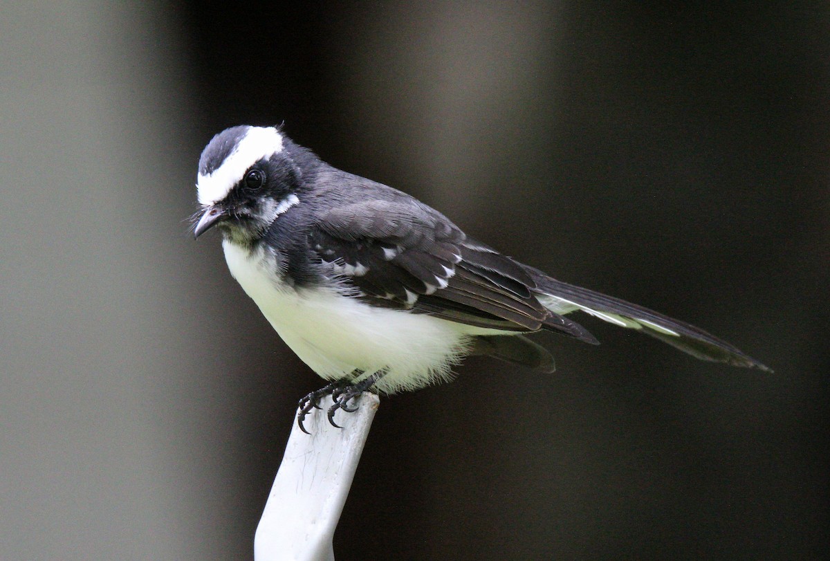 White-browed Fantail - ML73982311