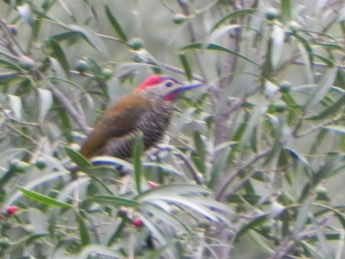 Golden-olive Woodpecker - Enrique Chiurla