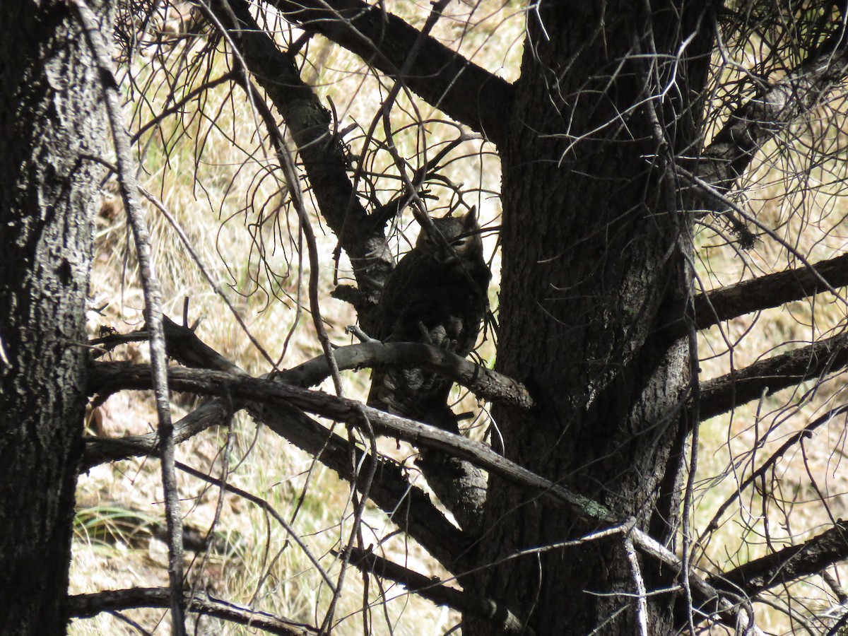 Great Horned Owl - ML73984781