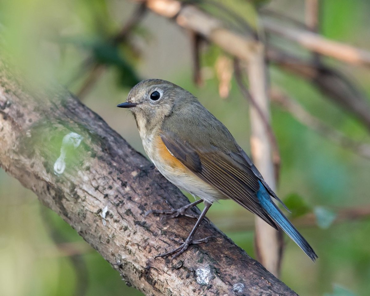Red-flanked Bluetail - ML73984981