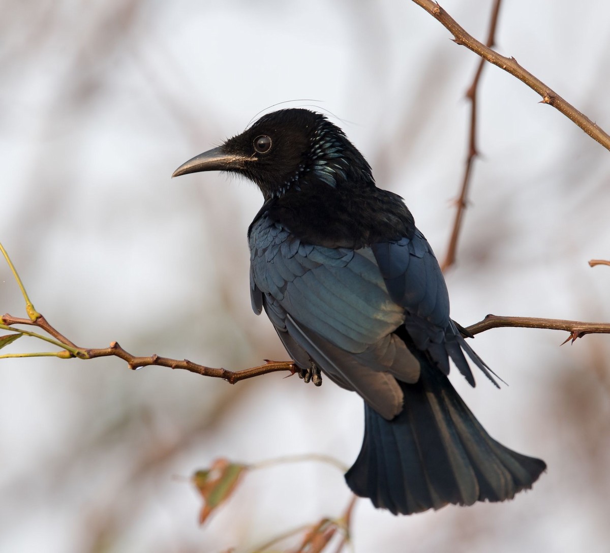 Hair-crested Drongo - ML73985051