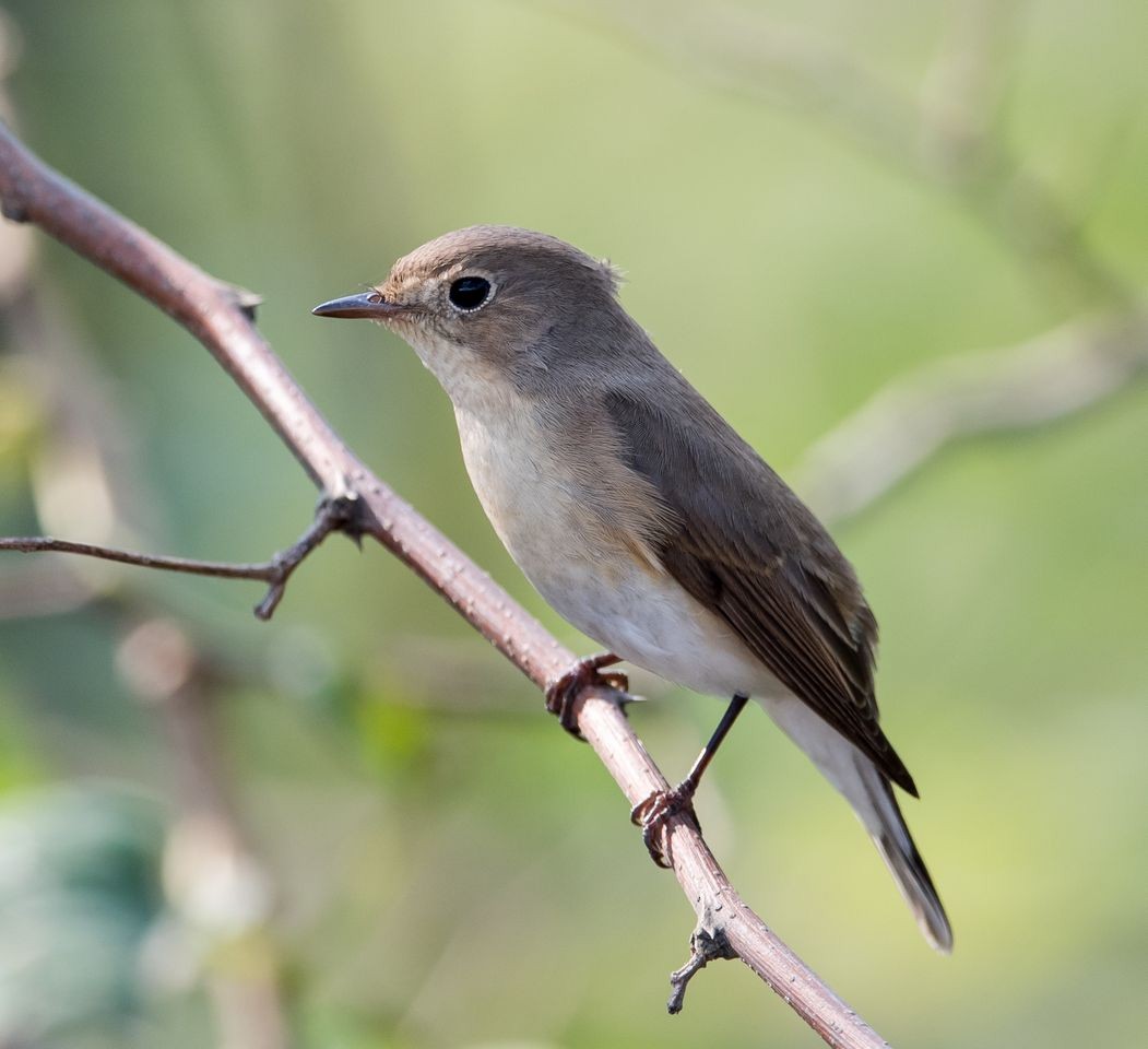 Red-breasted Flycatcher - ML73985421