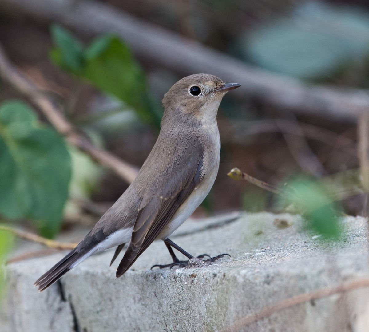 Red-breasted Flycatcher - ML73985431