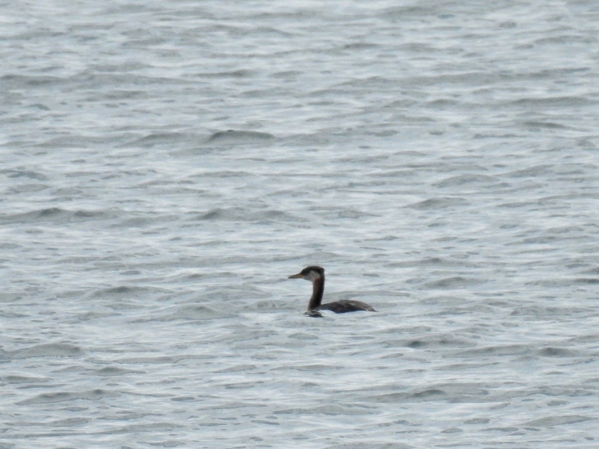 Red-necked Grebe - Alison Mews