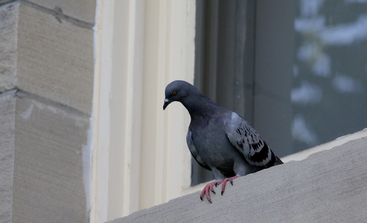 Rock Pigeon (Feral Pigeon) - ML73995701
