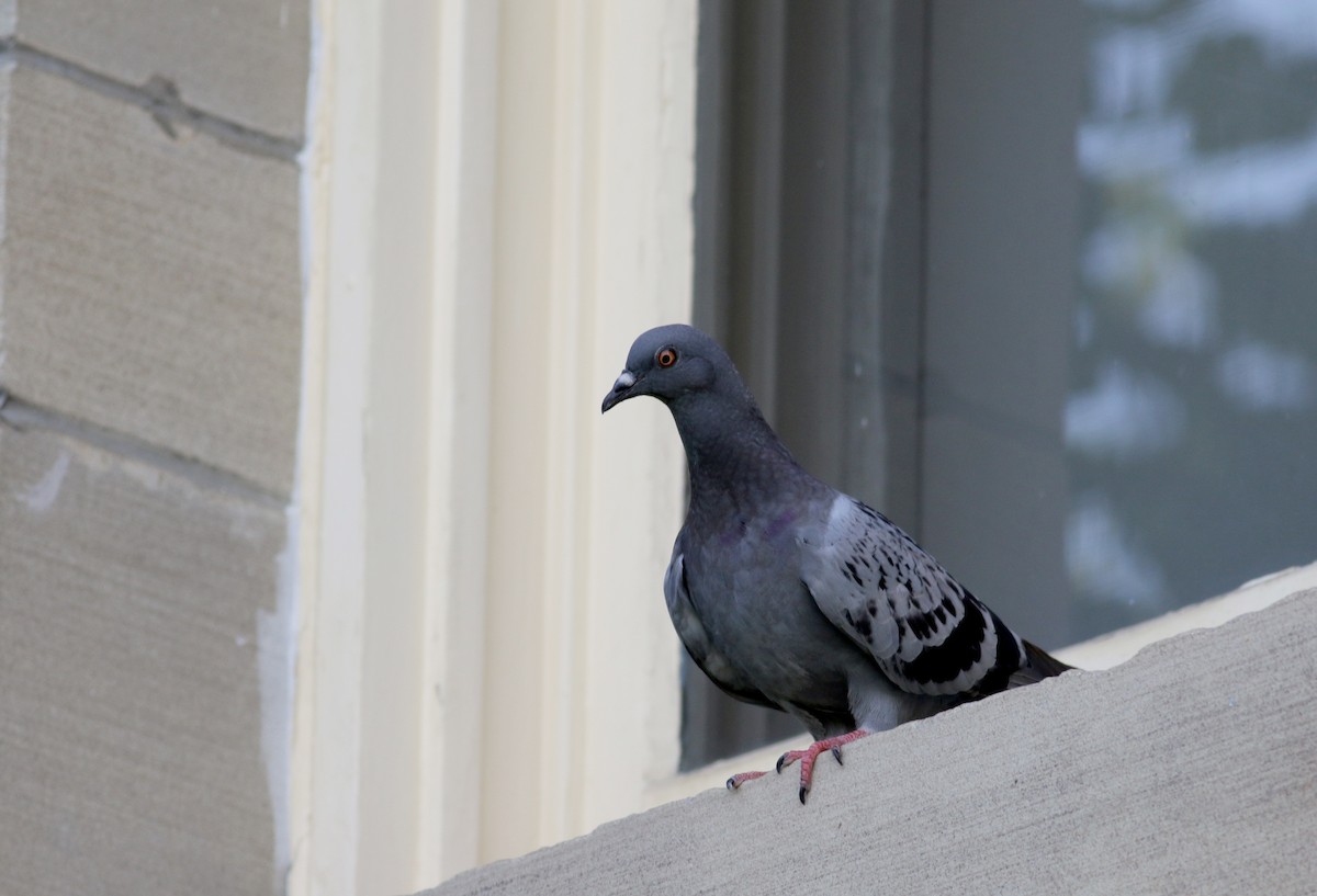 Rock Pigeon (Feral Pigeon) - ML73995711