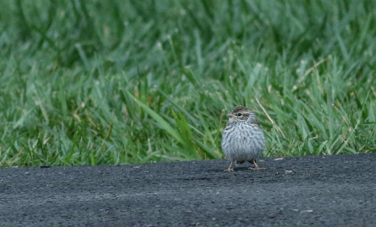 Chipping Sparrow - ML73995721