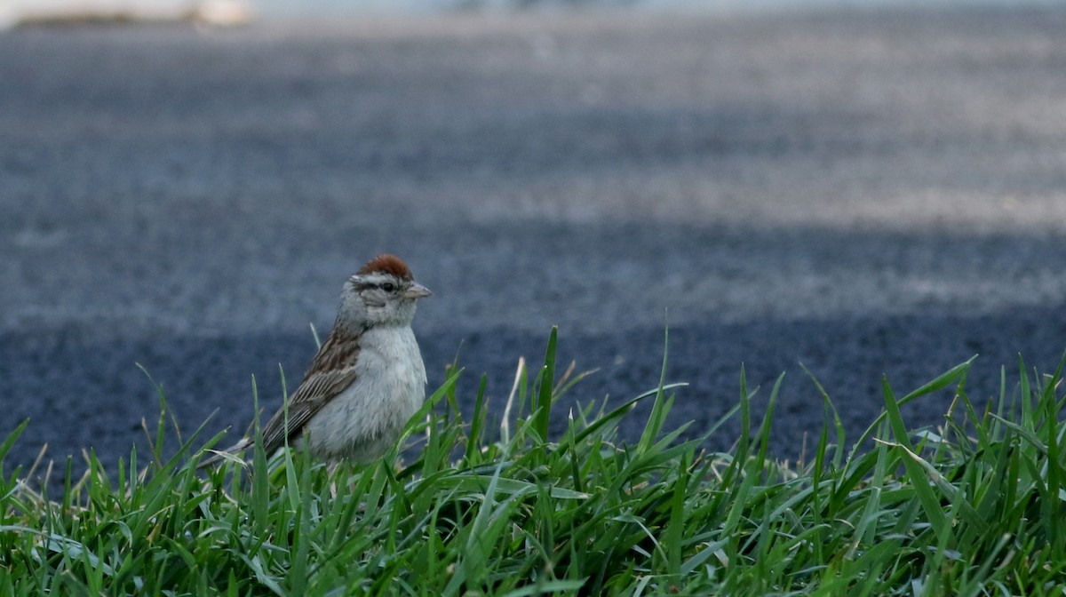 Chipping Sparrow - ML73995731