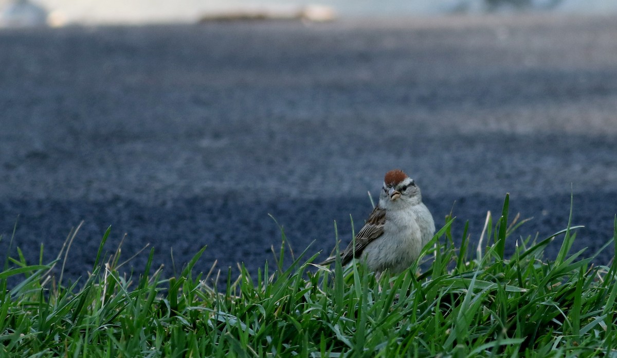 Chipping Sparrow - ML73995741