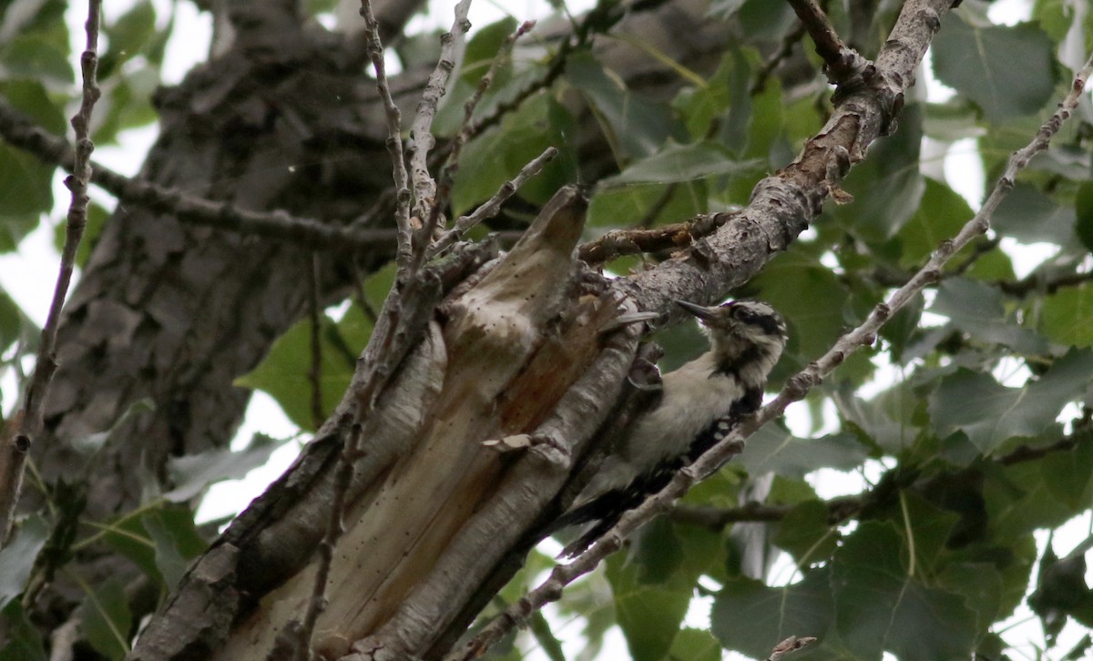 Hairy Woodpecker (Eastern) - Jay McGowan
