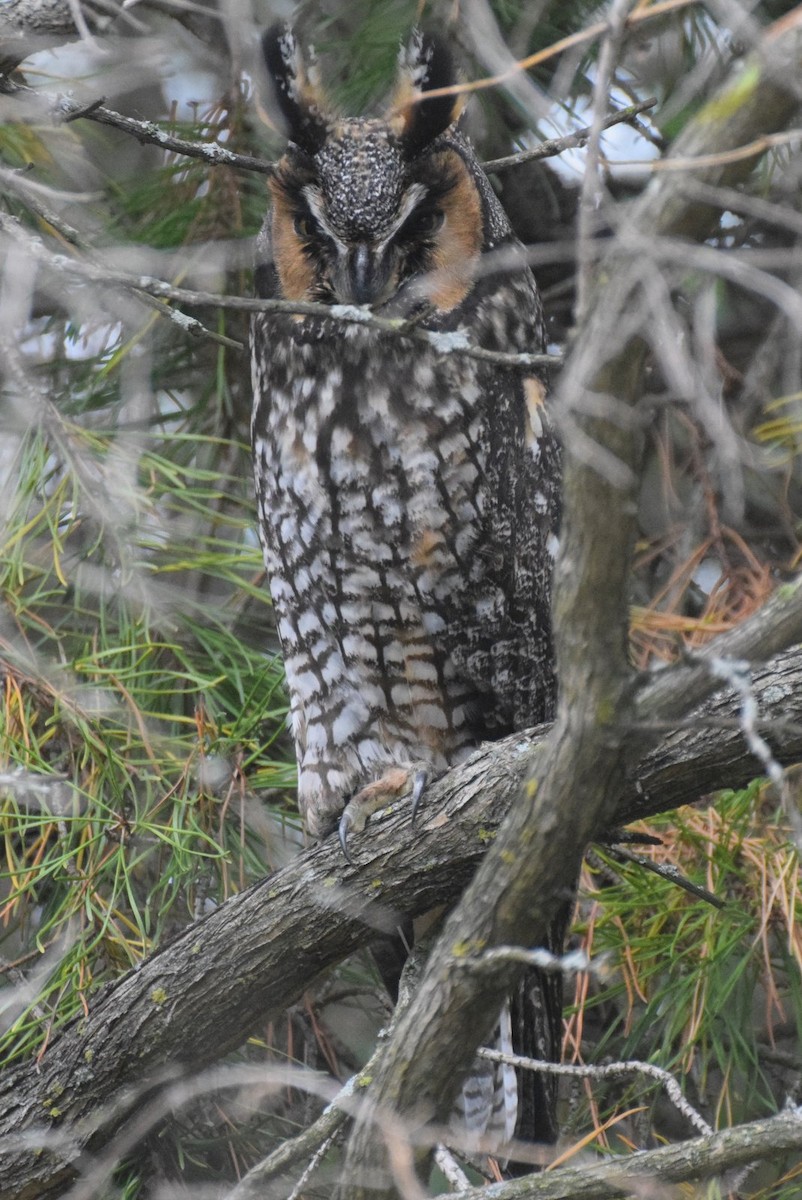Long-eared Owl - Luis Munoz