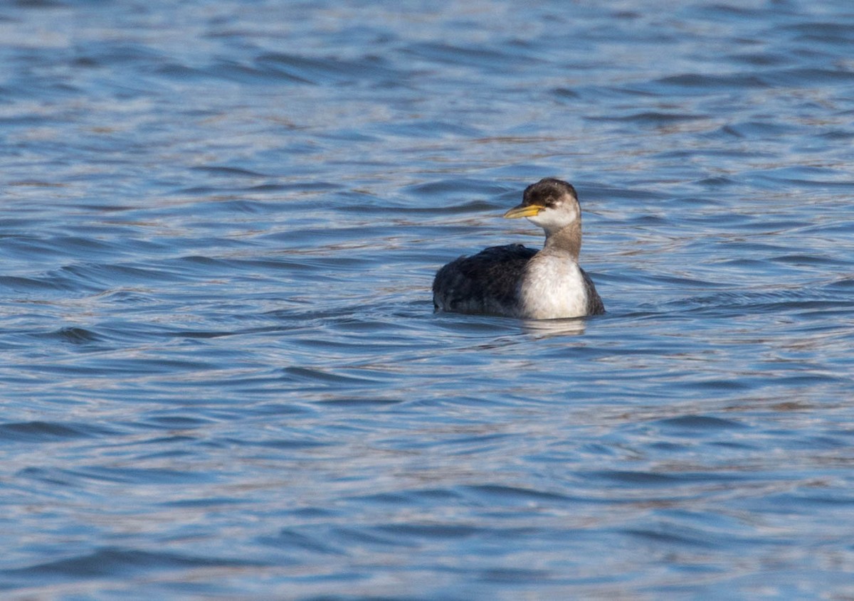 Red-necked Grebe - ML74002131