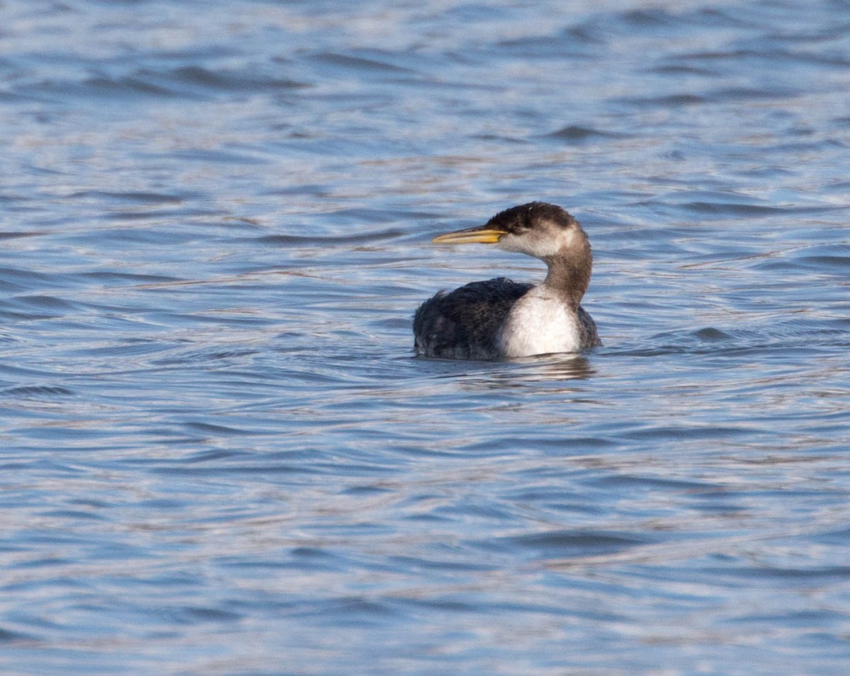 Red-necked Grebe - ML74002151