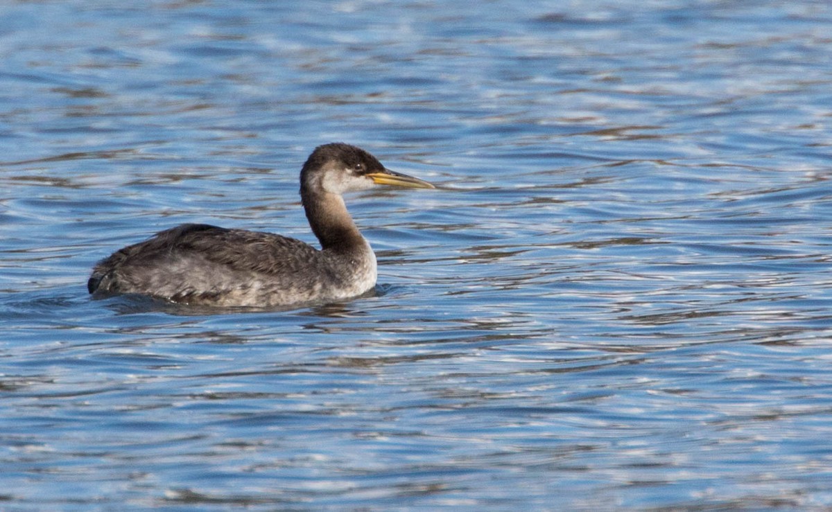 Red-necked Grebe - ML74002161