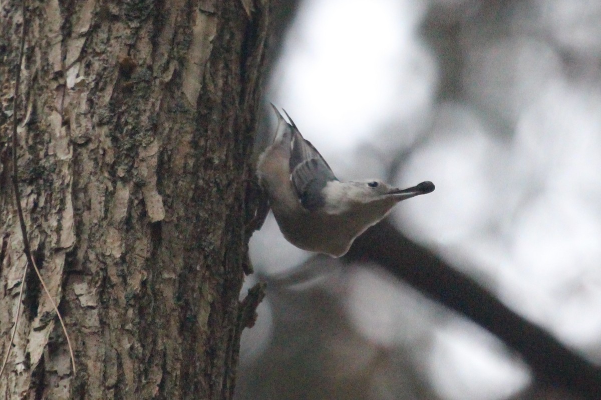 White-breasted Nuthatch - Charles (PAT) Dollard