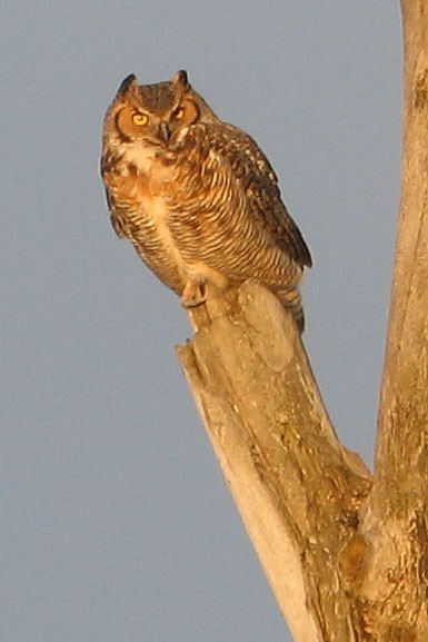 Great Horned Owl - Ted Keyel