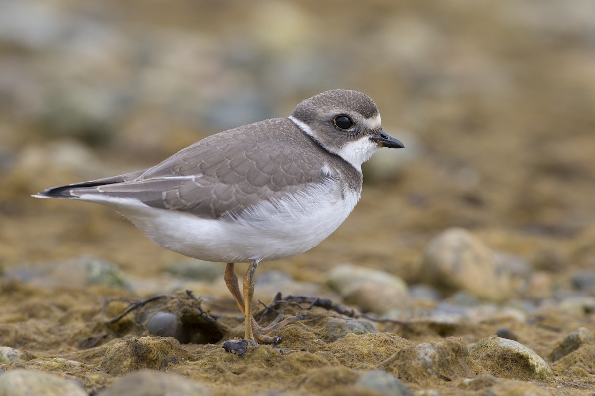 Semipalmated Plover - Adrian Boyle