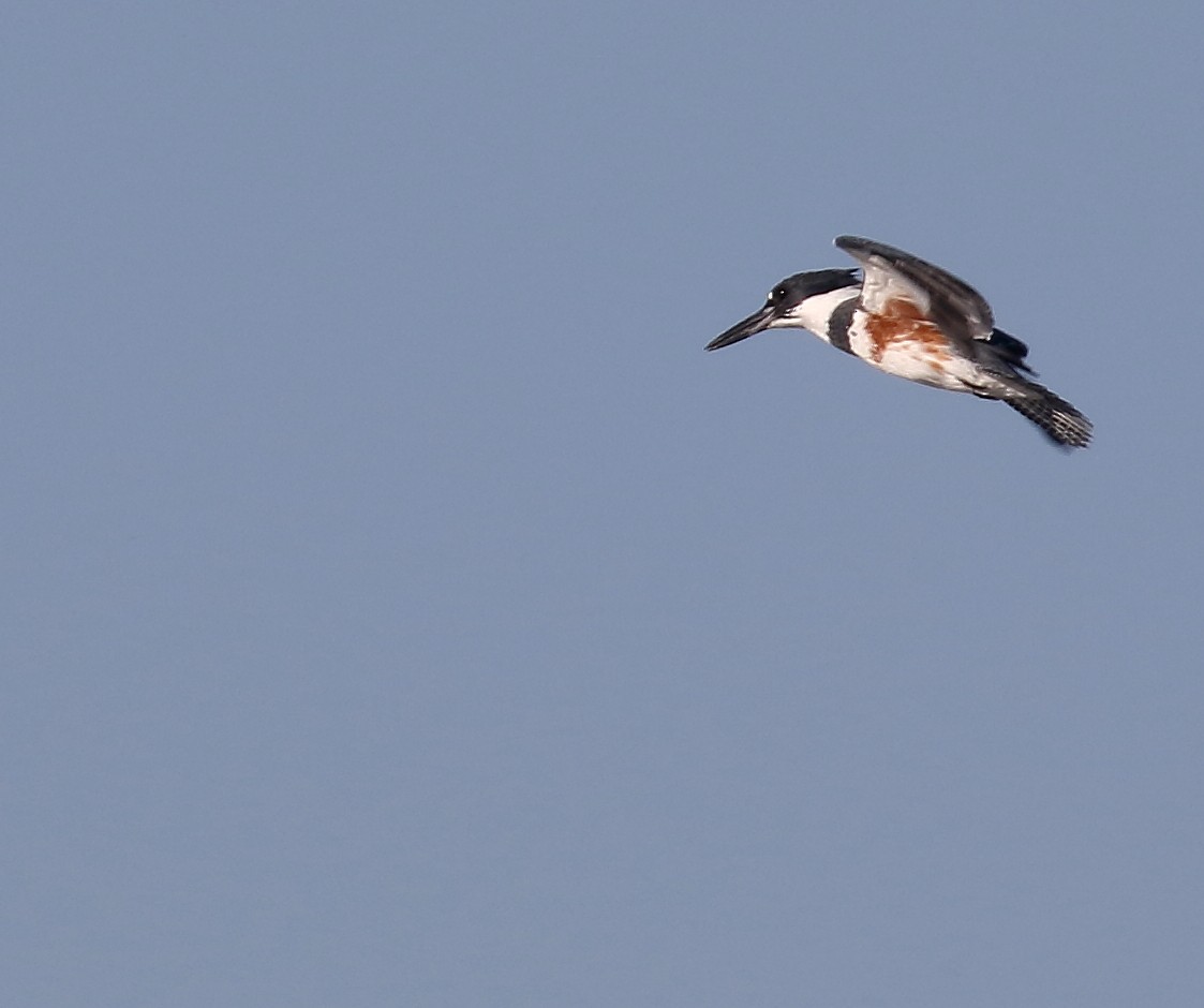 Belted Kingfisher - ML74008381