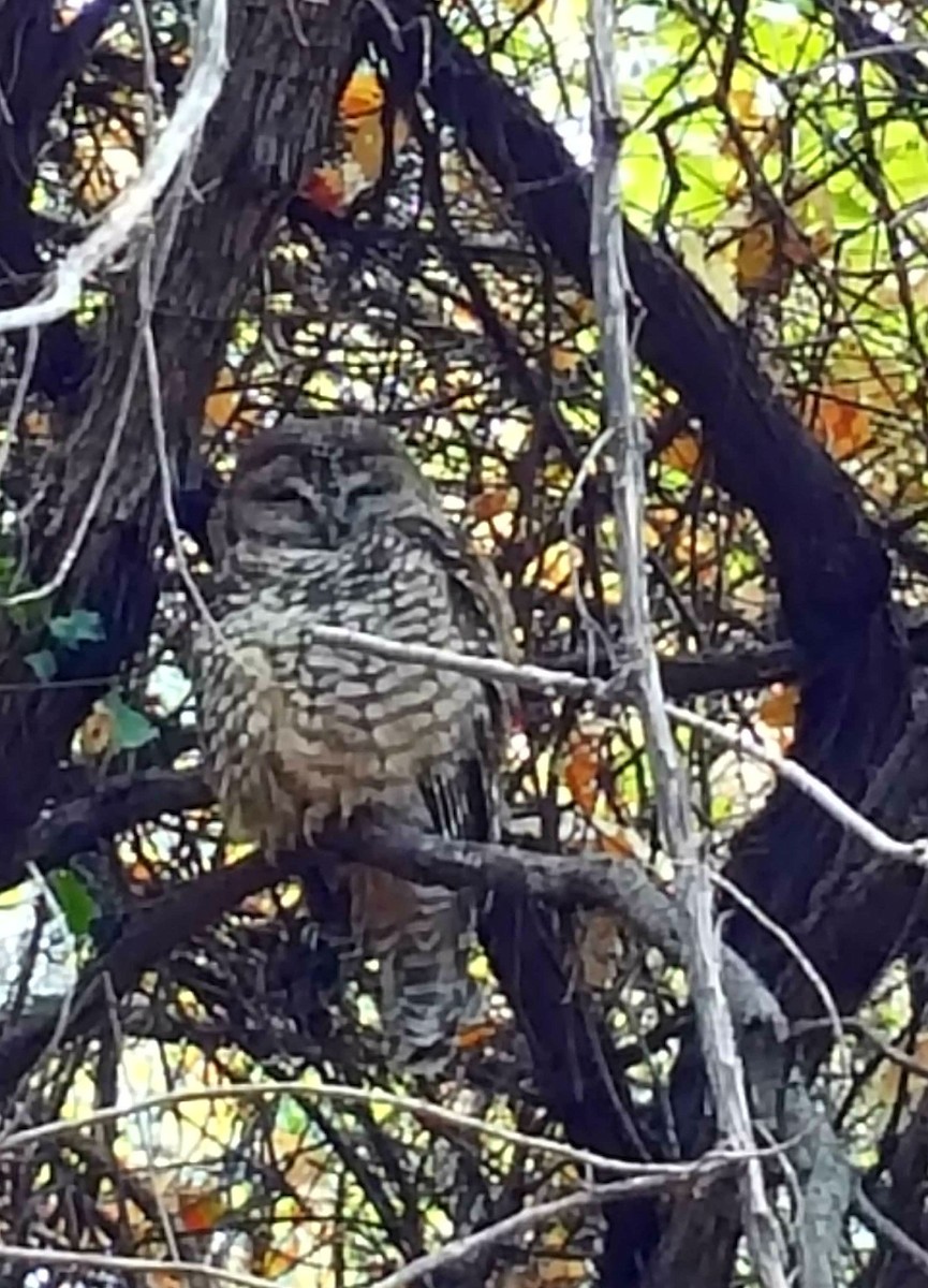 Spotted Owl (Mexican) - ML74010161
