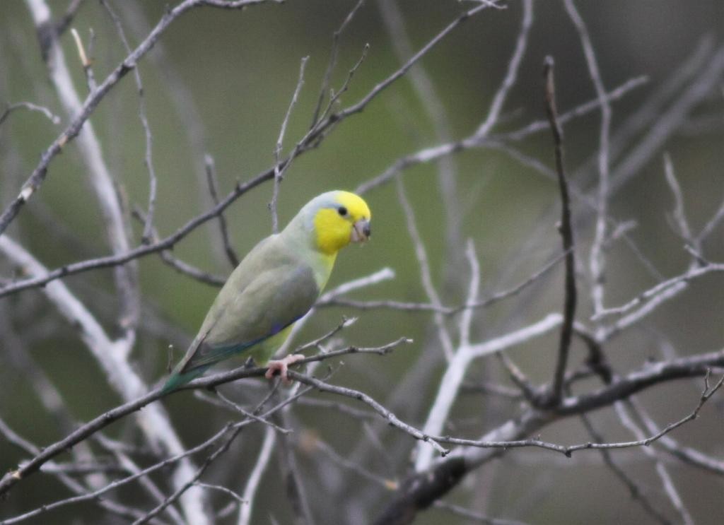 Yellow-faced Parrotlet - ML74012941