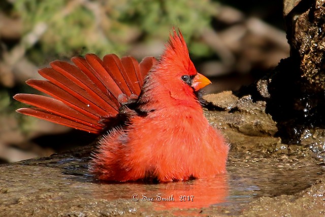 Male Northern Cardinal bathing. - Northern Cardinal - 