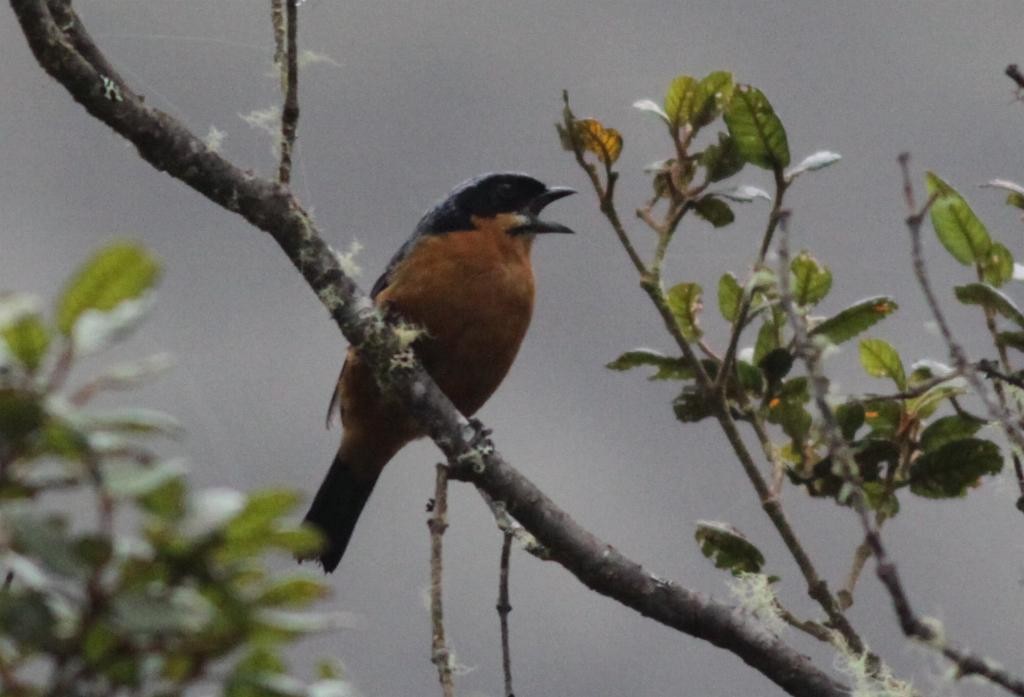 Chestnut-bellied Mountain Tanager - Ian Davies