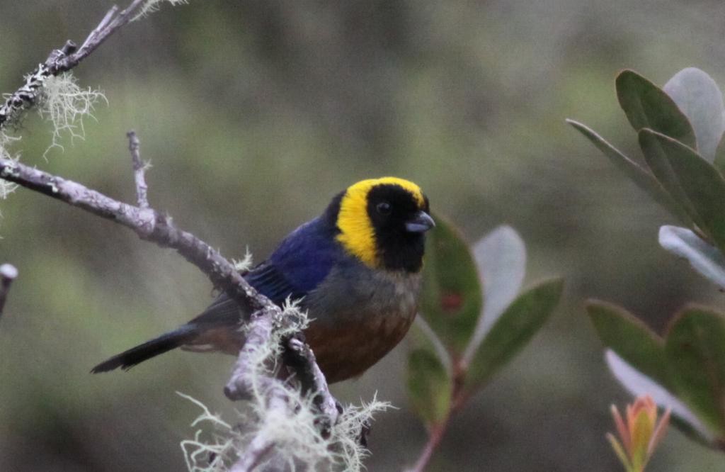 Golden-collared Tanager - ML74015431