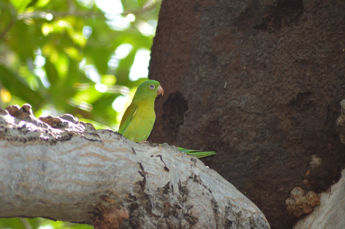 Orange-chinned Parakeet - Rene Salvador Mena Guzman
