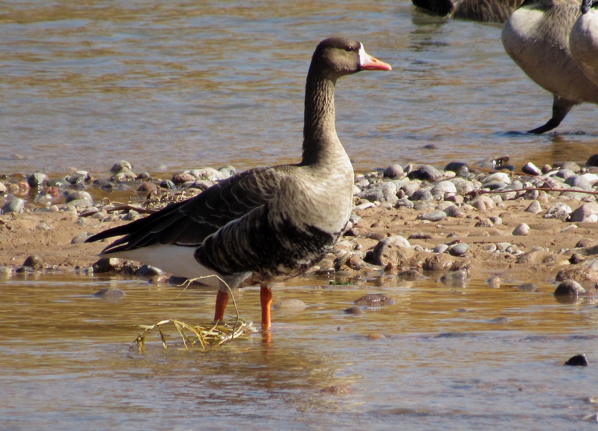 Greater White-fronted Goose - Gina Hanson