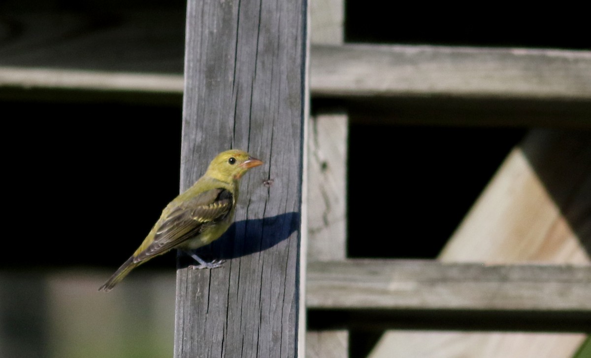 Scarlet Tanager - ML74021601