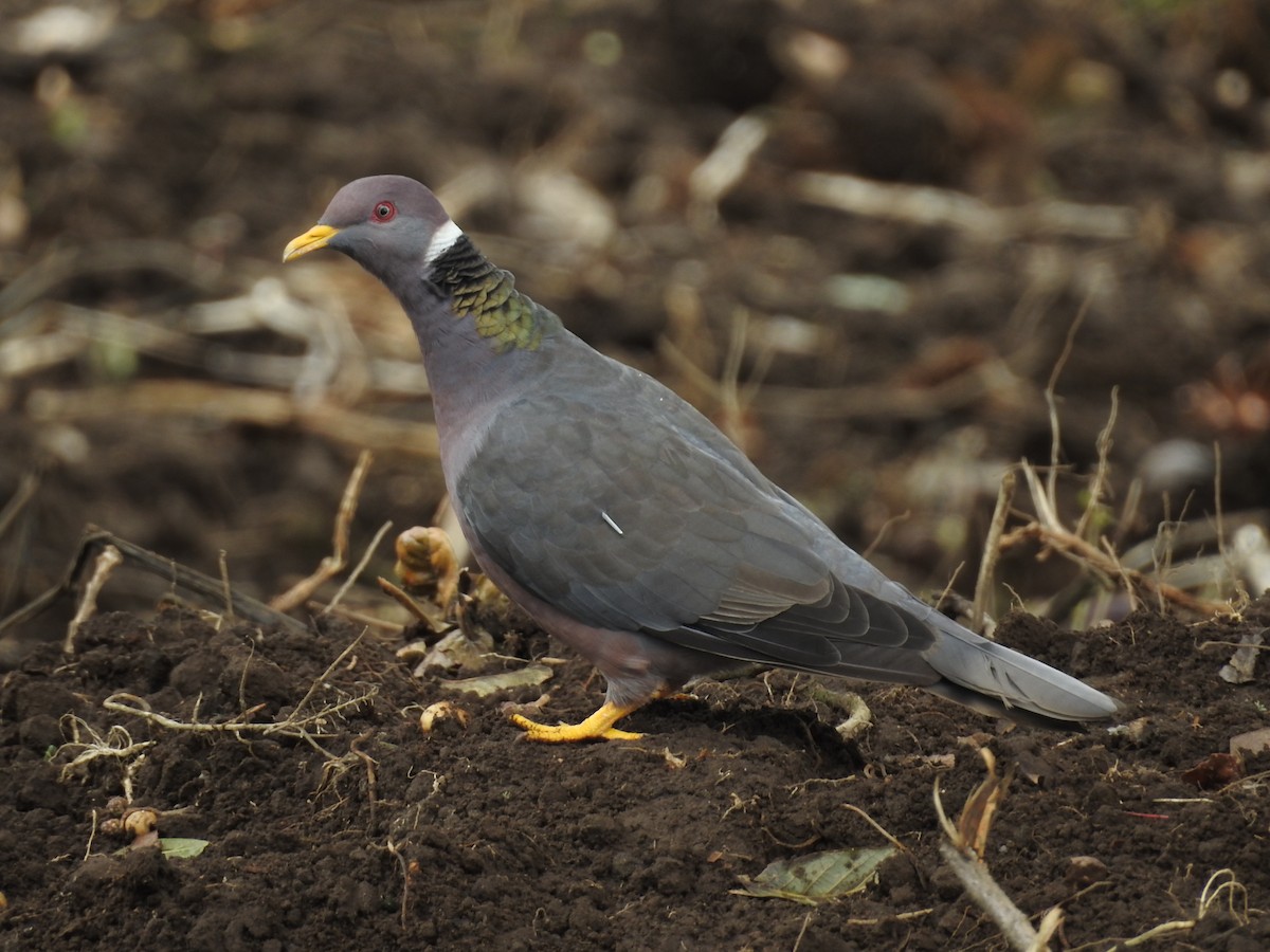 Band-tailed Pigeon - John and Milena Beer