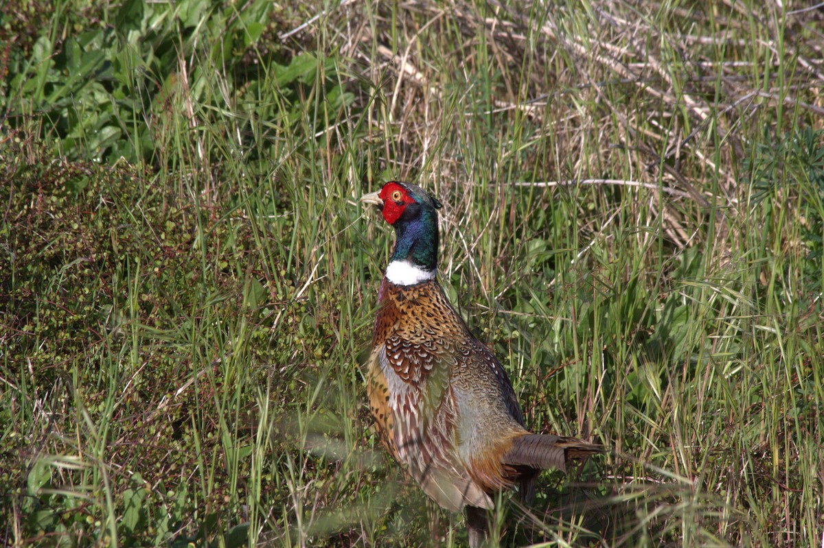 Ring-necked Pheasant - Bruce McKinlay