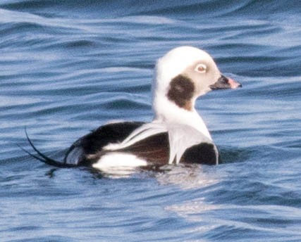 Long-tailed Duck - ML74027341