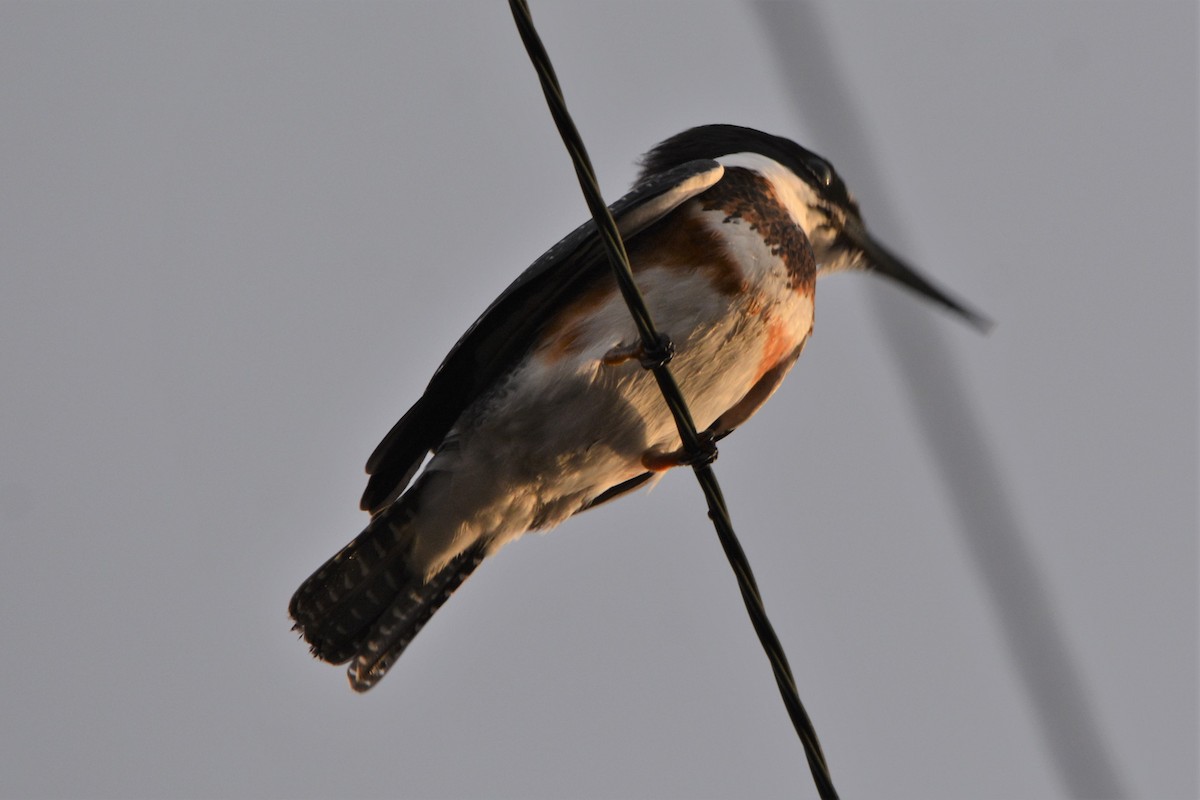 Belted Kingfisher - Steve Mierzykowski