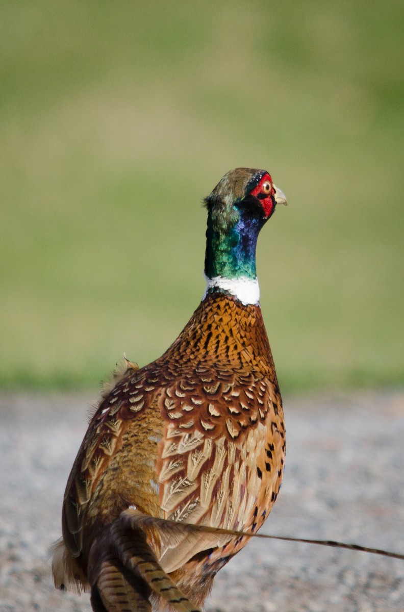 Ring-necked Pheasant - Iain Rayner