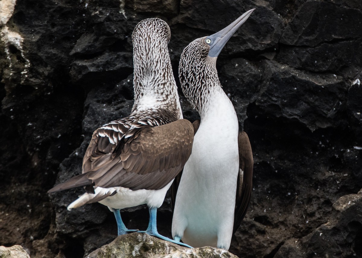 Blue-footed Booby - ML74029301
