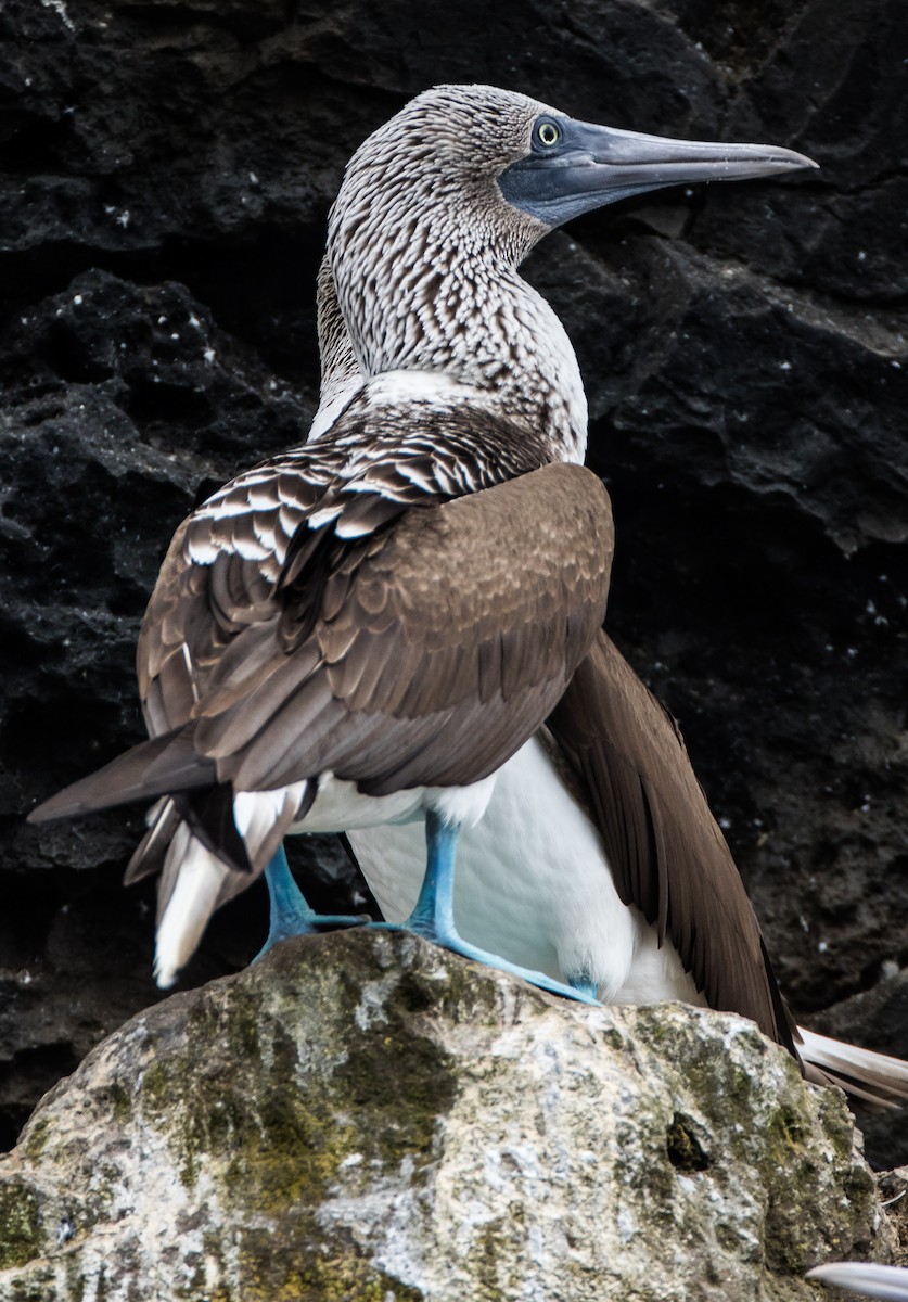 Blue-footed Booby - ML74029411