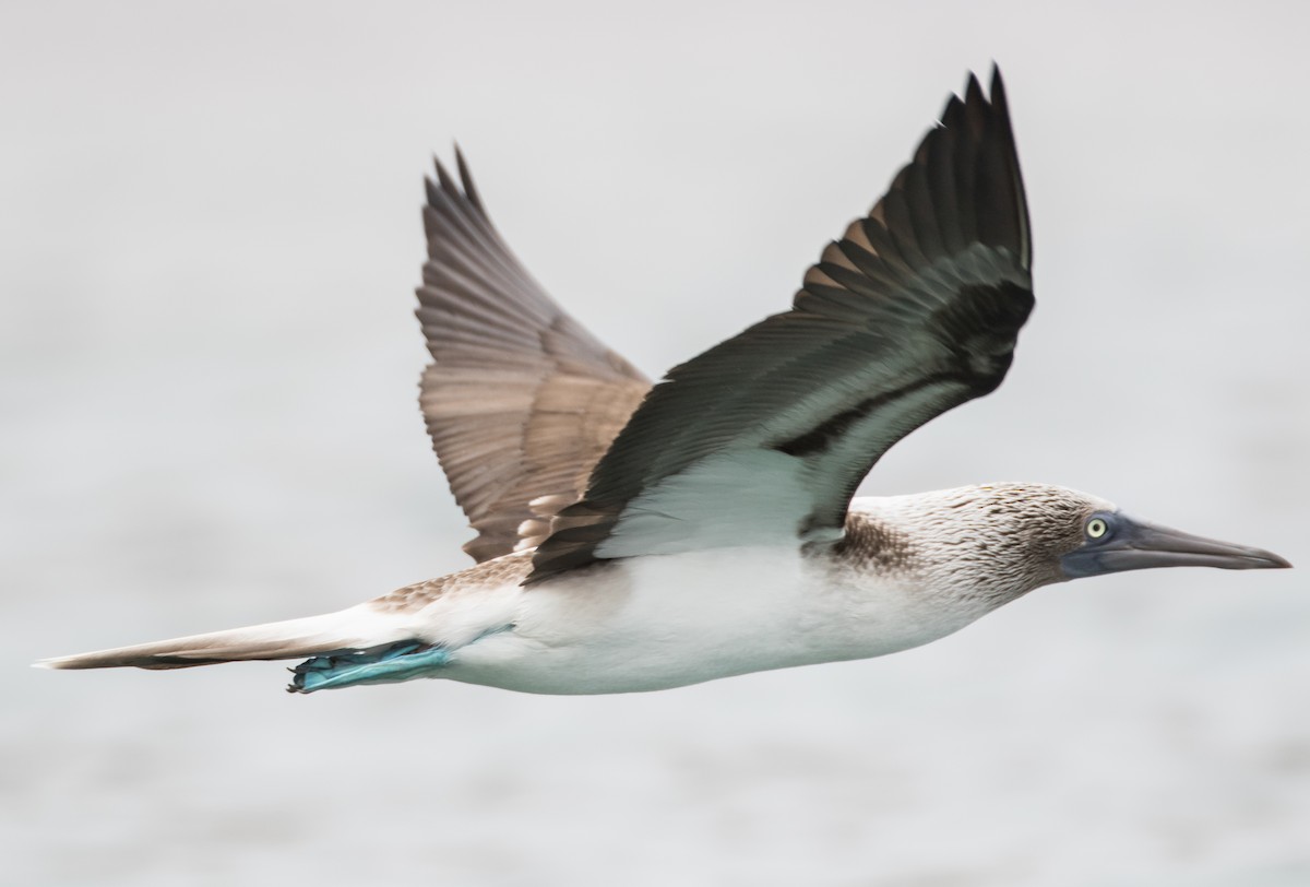 Blue-footed Booby - Blake Matheson