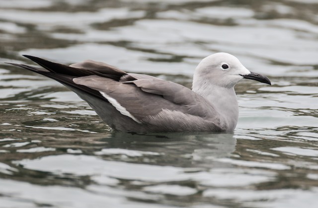Definitive Alternate Gray Gull - Gray Gull - 