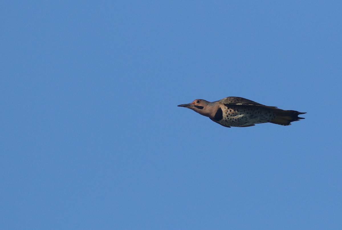Northern Flicker (Yellow-shafted) - ML74034831