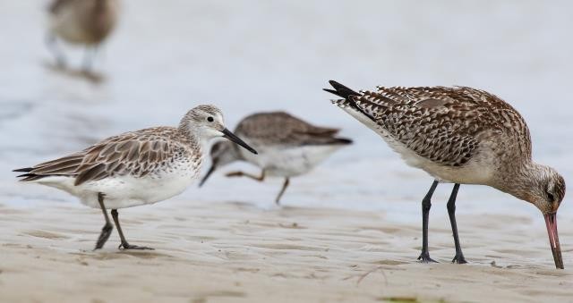 Great Knot - ML74038201