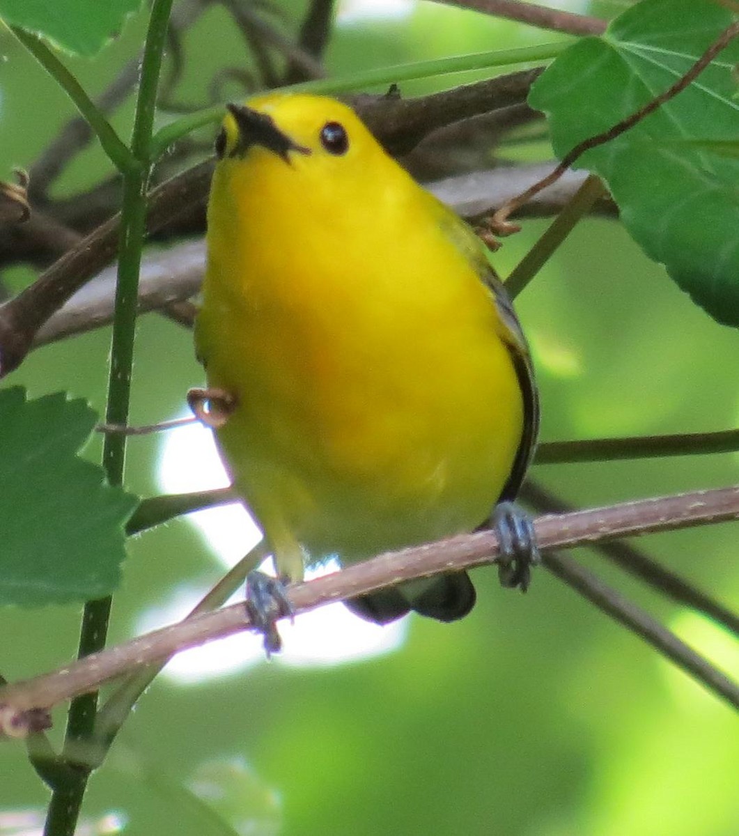 Prothonotary Warbler - ML74042701