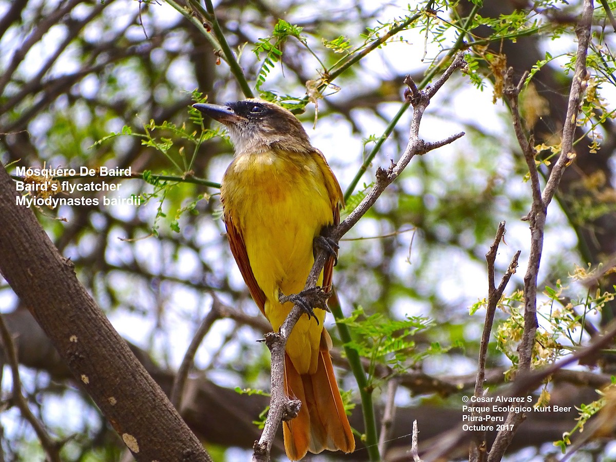 Baird's Flycatcher - Cesar Alvarez                        @birder_cesar