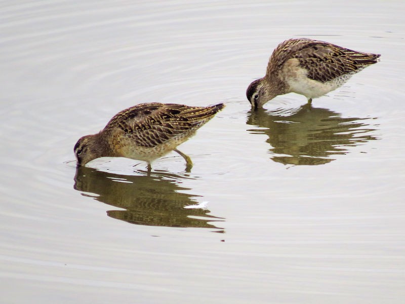 Short-billed Dowitcher - Dean Newhouse