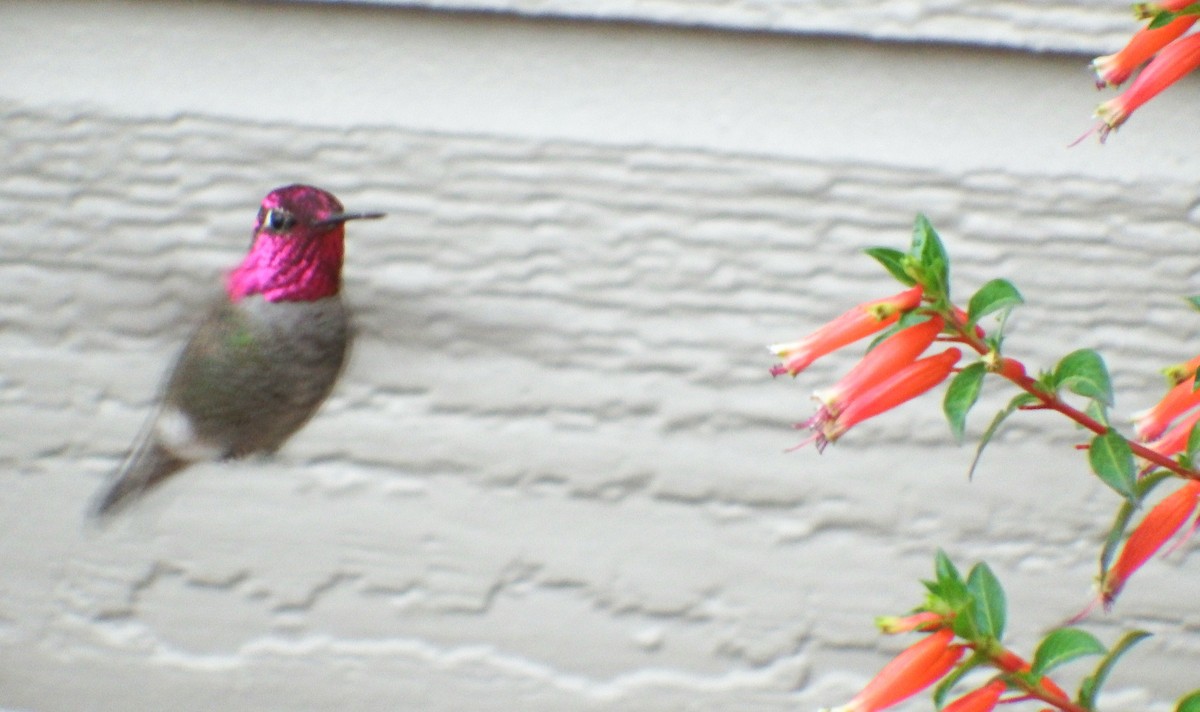 Anna's Hummingbird - ML74046181