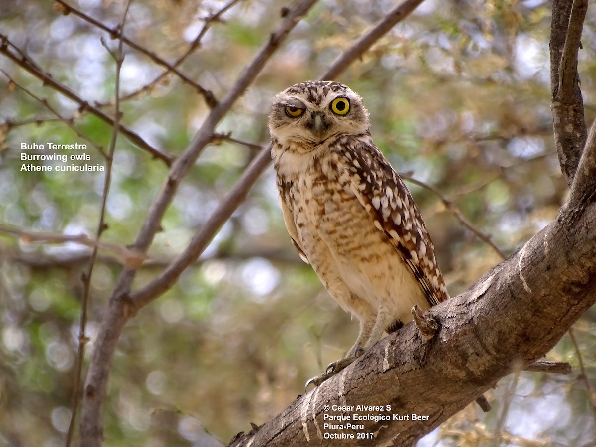 Burrowing Owl - Cesar Alvarez                        @birder_cesar